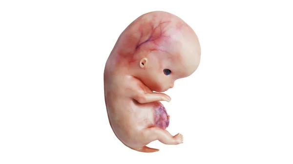 Embryo ungeborener menschlicher Fötus, Seitenansicht — Stockfoto