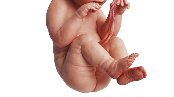 胎儿未出生，近距离观察 — 图库照片
