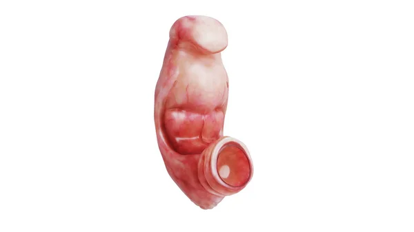 Embrião feto humano por nascer — Fotografia de Stock