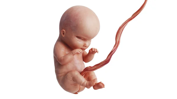 Embryo human fetus unborn baby — Stock Photo, Image