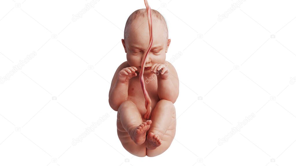 Embryo human fetus unborn baby, front view