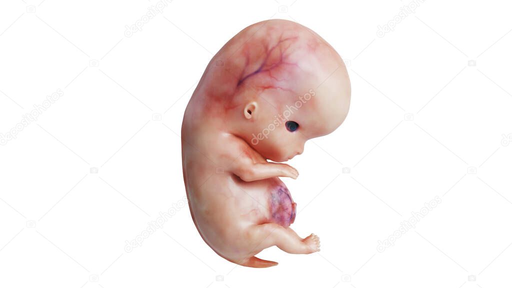 Embryo human fetus unborn, side view