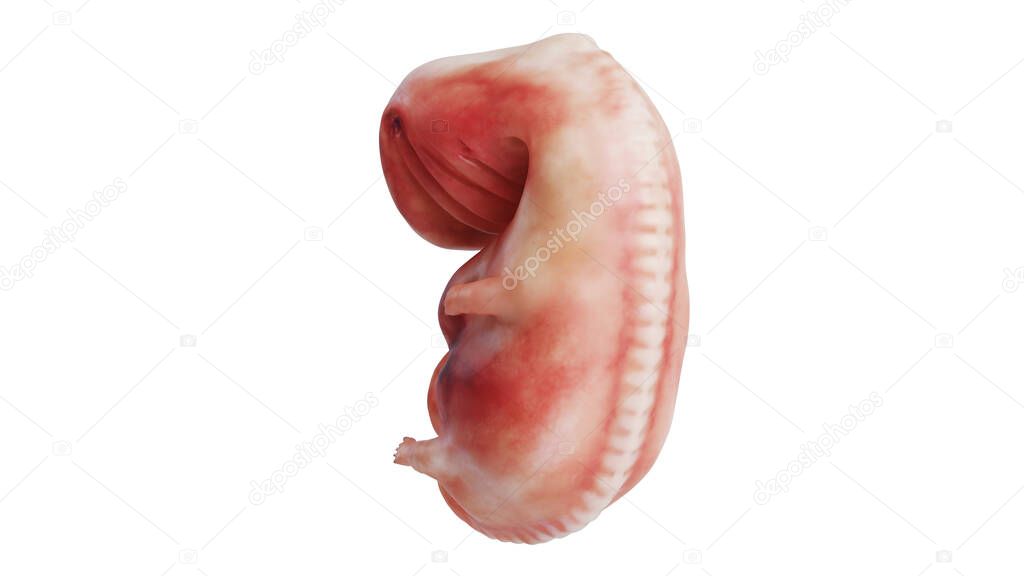 Human embryo fetus unborn, back view