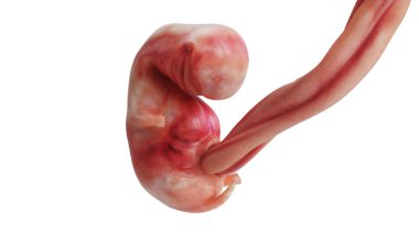 İnsan embriyosu fetüsü doğmamış hamilelik