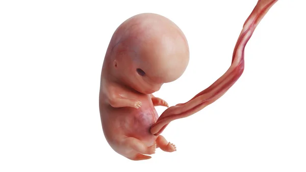 Embryo menschliches ungeborenes Fötus-Baby — Stockfoto