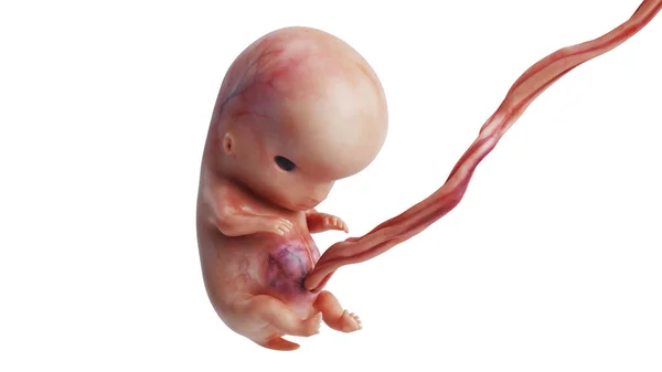 Feto embrionale umano non ancora nato — Foto Stock