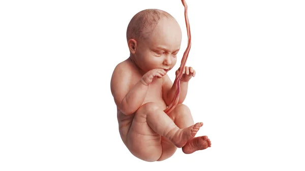 Эмбрион человеческого зародыша нерожденный ребенок красивый — стоковое фото