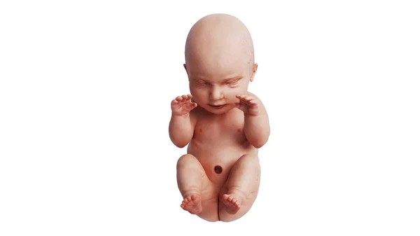 Эмбрион человеческого зародыша нерожденного ребенка, вид спереди — стоковое фото