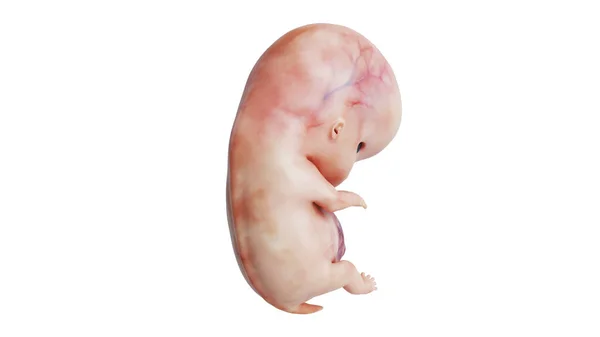 Embrion ludzki nienarodzony płód, widok z tyłu — Zdjęcie stockowe