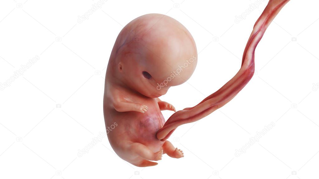 Embryo human unborn fetus baby