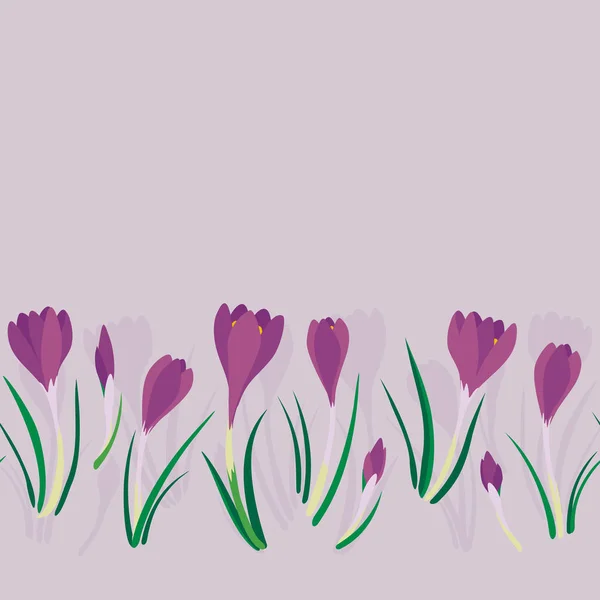 Första Krokusar Våren Färska Blommiga Botaniska Säsong Sömlös Botten Horisontell — Stock vektor