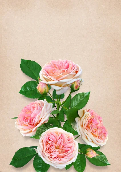 Carte de voeux avec espace pour le texte et les roses roses — Photo