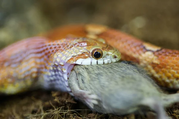 Serpente comendo um rato closeup — Fotografia de Stock