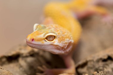 Sarı gecko makro closeup