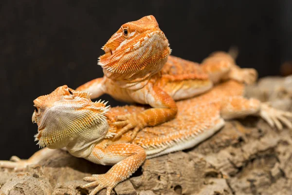 Close-up de lagartos macrofotografia — Fotografia de Stock
