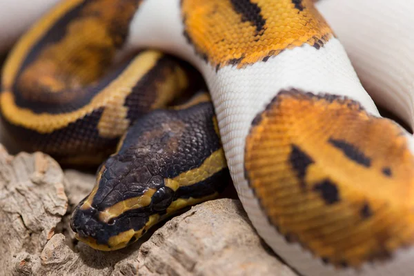 Primer plano de una macro serpiente —  Fotos de Stock