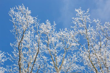 Gelen fotoğrafı ağaçlar donmuş underneath mavi gökyüzü ile