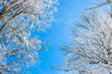 Gelen fotoğrafı ağaçlar donmuş underneath mavi gökyüzü ile