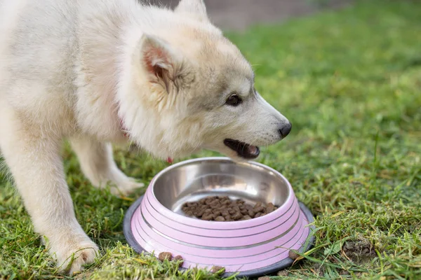 Cão Husky bonito comendo de uma tigela — Fotografia de Stock