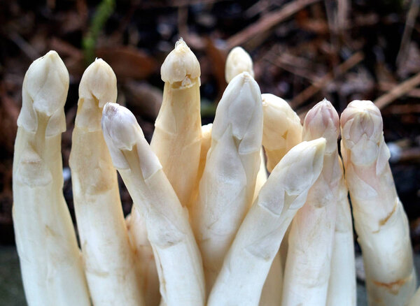 Спаржа из спаржи 1А
