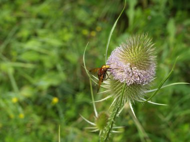 Hoverfly on wild Teasel clipart