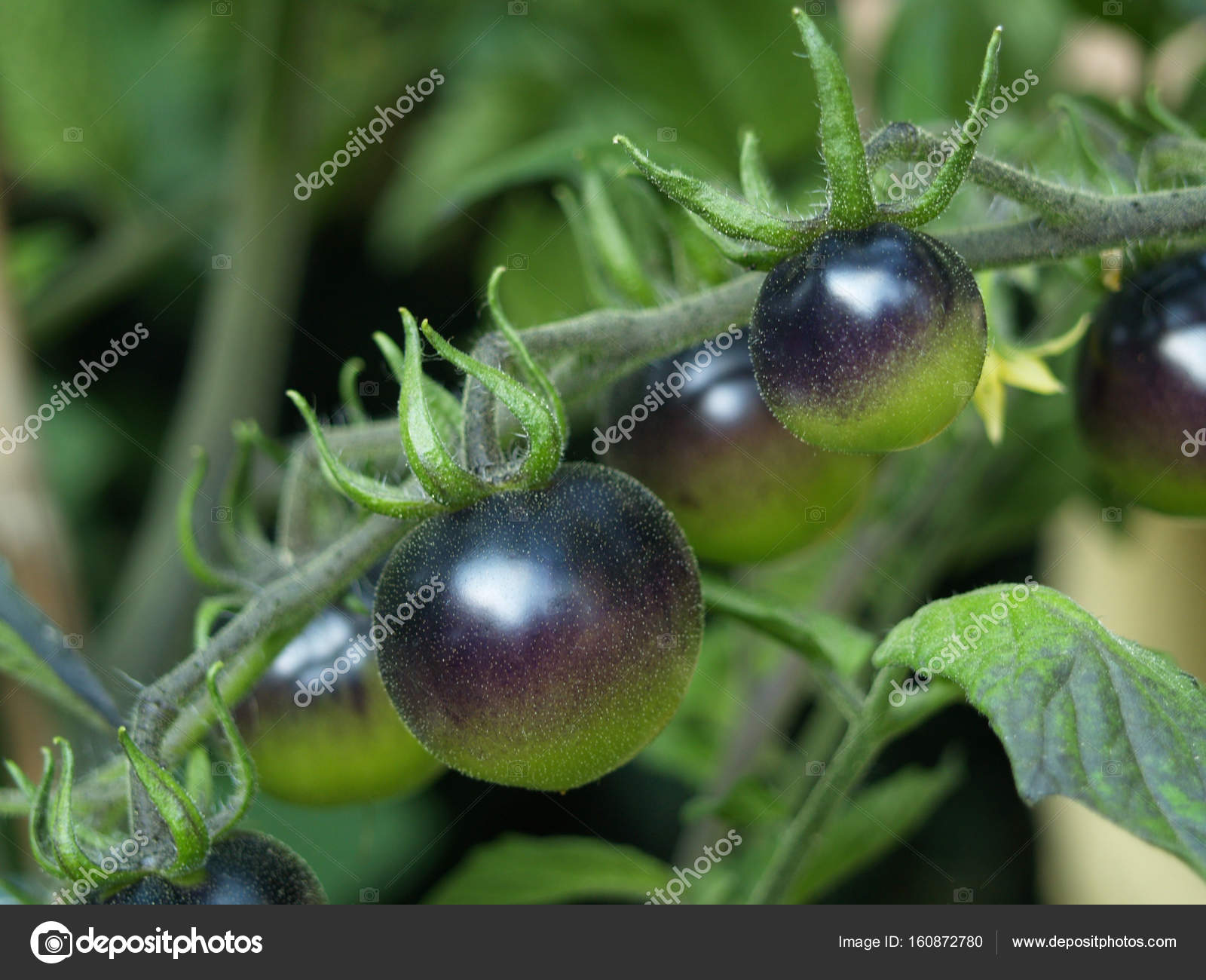 Tomato old Black Тбилиси