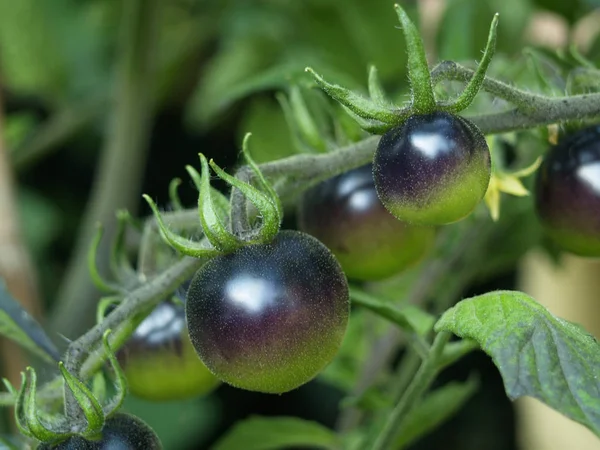 Svarta tomater på Ripe Royaltyfria Stockbilder