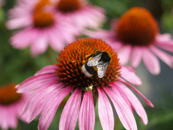 Böcekler üzerinde Ekinezya