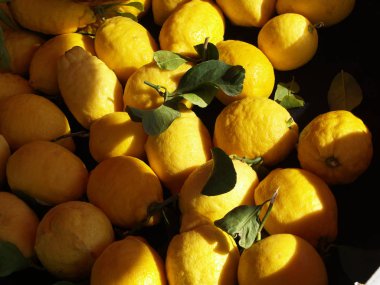 Harika limon hasat gün 