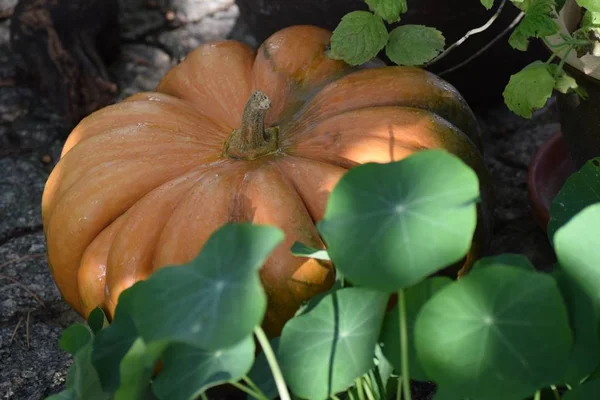 Citrouille Noix Muscade Comme Décoration Automne — Photo