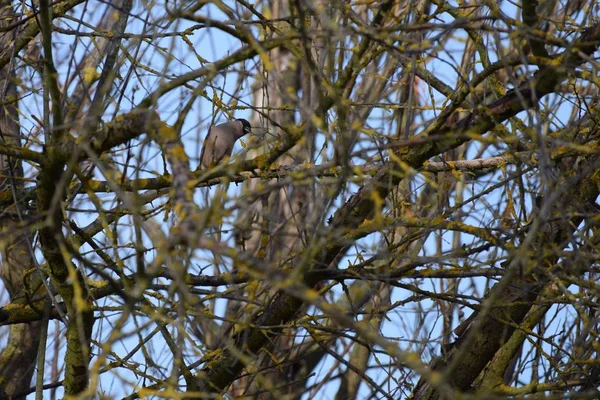 Female Bullfinch November — Stock Photo, Image