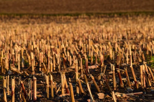 Akşam vakti hasat edilen mısır tarlası