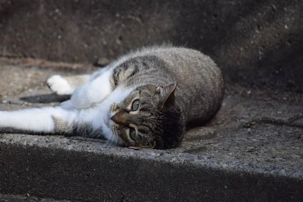 Кошка Лежит Ступеньке — стоковое фото