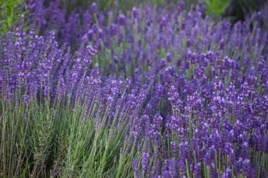 Arılarla çiçek açan lavanta tarlası