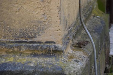 Bir serçe, bir yıldırım çubuğunun yanında oturur. 