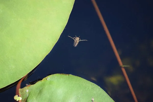 Waterwants Een Vijver — Stockfoto