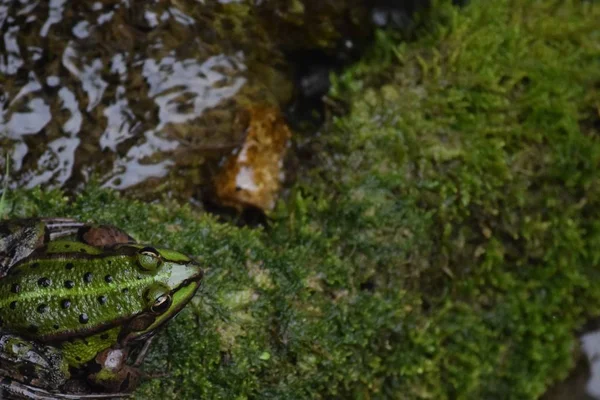 Water Frog Visibly Feels Comfortable Wet Moss — Stock Photo, Image