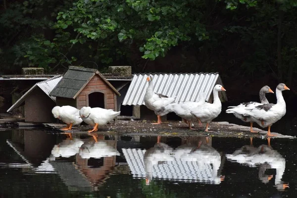 Danimarkalı Landrace Goose Konutlarında — Stok fotoğraf