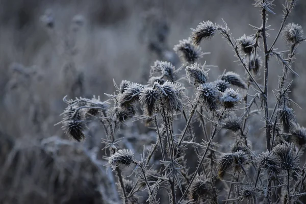 Chardons Avec Givre Doré Aube — Photo