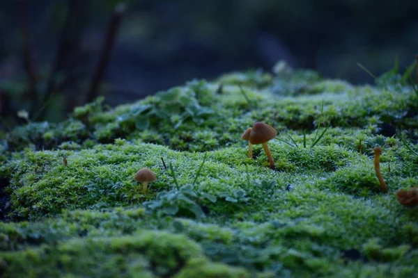 Mushrooms Frosty Morning — Stock Photo, Image