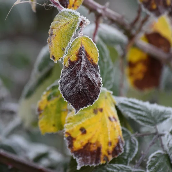 冬季黑莓叶 — 图库照片