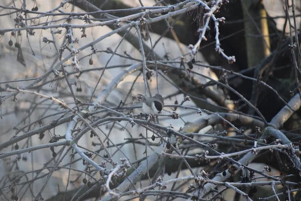 Marsh Tit Dances Slippery Cherry Branches — 스톡 사진