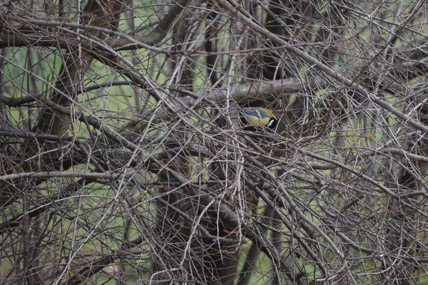 Great Tit Thicket — 스톡 사진