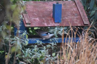 Jay eski kuş evinde.