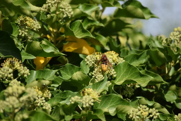 Hornet Uma Hera — Fotografia de Stock