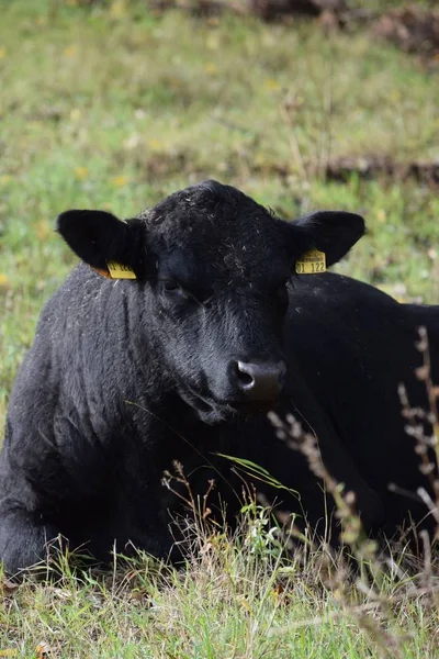 Eine Schwarze Kuh Liegt Auf Einer Weide — Stockfoto