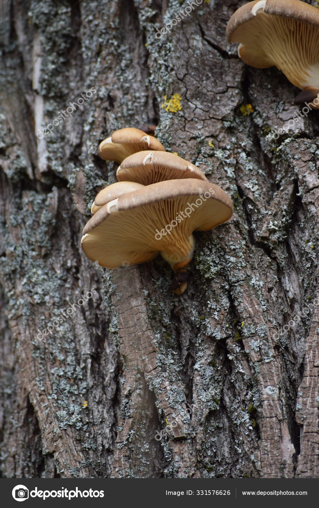 Oyster Mushrooms Tree — Stock Photo © rumxde 331576626