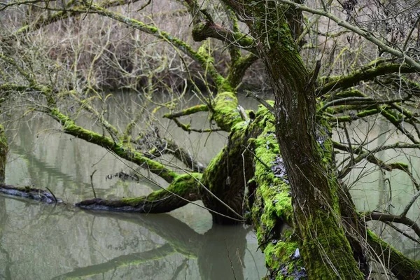 近于自然的河流地区的枯树 — 图库照片