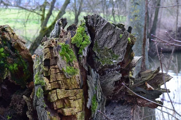 Souche Arbre Avec Décomposition Avancée — Photo