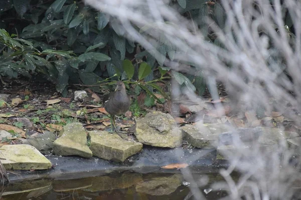 Pollo Palude Sul Laghetto Giardino Casa — Foto Stock